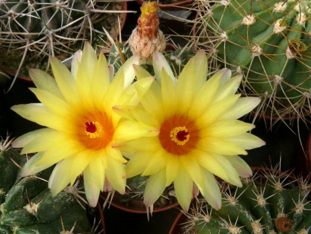 Notocactus submammulosus